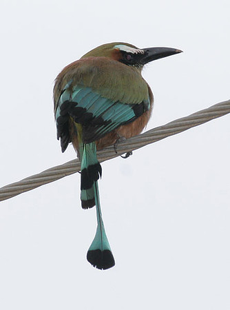 Turquoise-browed Motmot (Eumomota superciliosa)