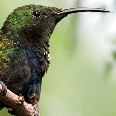 Green-throated Carib (Eulampis holosericeus)