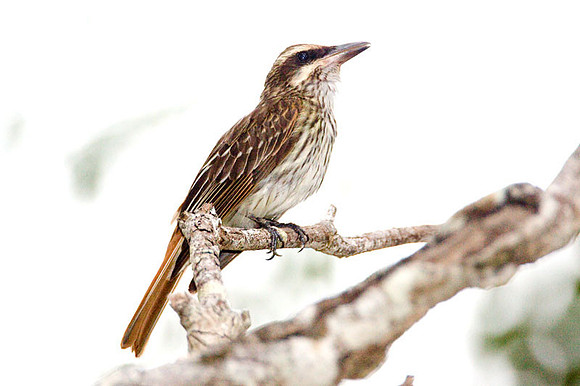 Streaked Flycatcher (Myiodynastes maculatus)