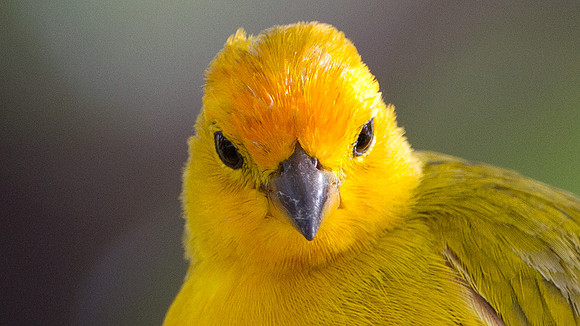 Saffron Finch (Sicalis flaveola)