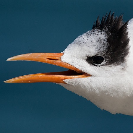Royal Tern (Thalasseus maximus)