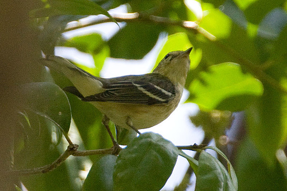 Bay-breasted Warbler (Dendroica castanea)