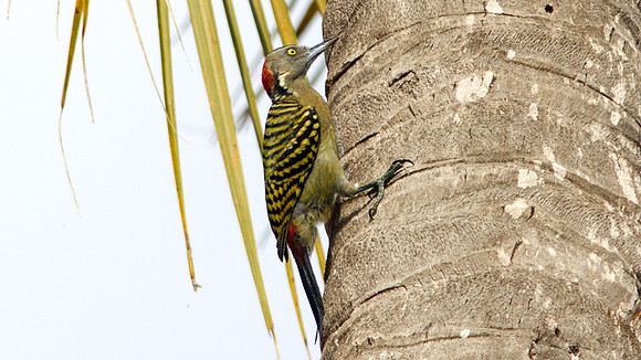 Hispaniolan Woodpecker (Melanerpes striatus)
