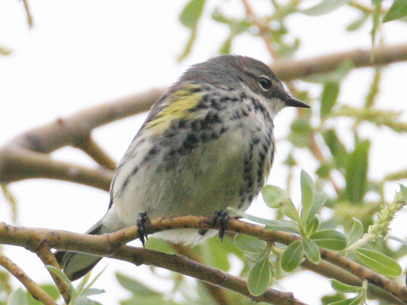 Yellow-rumped Warbler (Dendroica coronata)