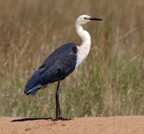 White-necked heron (Ardea pacifica)