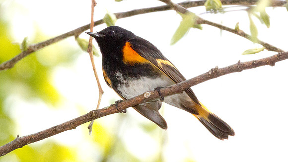 American Redstart (Setophaga ruticilla)