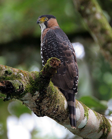 Grey-bellied Goshawk (Accipiter poliogaster) juvenile