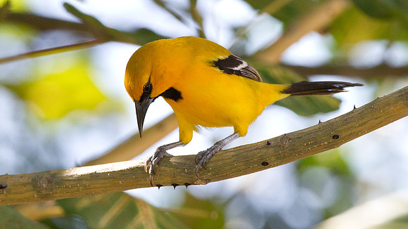 Yellow Oriole (Icterus nigrogularis)