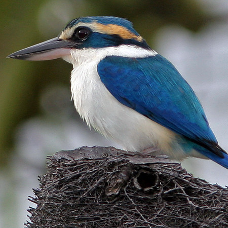 Collared Kingfisher (Todiramphus chloris)