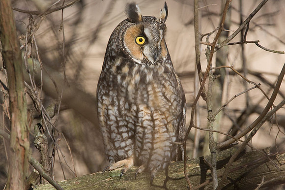 Long-eared Owl (Asio otus)