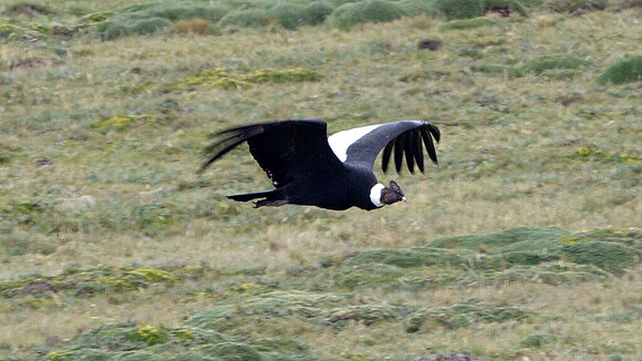 Andean Condor (Vultur gryphus)