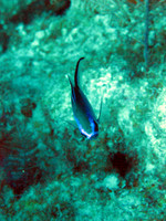 IMG_1726bs65