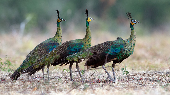 Green peafowl (Pavo muticus)