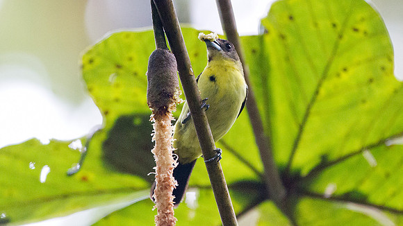Flame-rumped Tanager (Ramphocelus flammigerus), Female