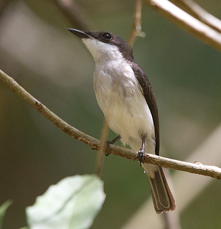 Black-winged flycatcher-shrike (Hemipus hirundinaceus)