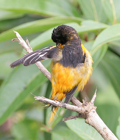 Baltimore Oriole (Icterus galbula)