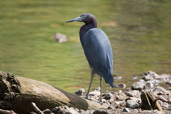 Little Blue Heron (Egretta caerulea)