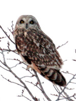 Short-eared Owl (Asio flammeus)