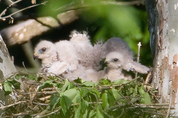 Red-shouldered Hawk (Buteo lineatus) juvenile