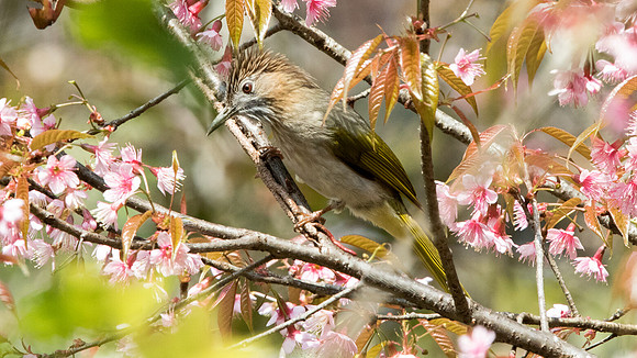 Mountain bulbul (Ixos mcclellandii)