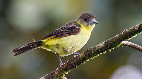 Flame-rumped Tanager (Ramphocelus flammigerus)