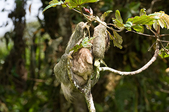 Three-toed Sloth