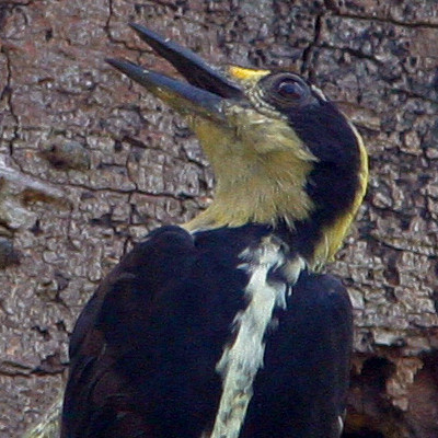Golden-naped Woodpecker (Melanerpes chrysauchen)