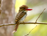 Banded Kingfisher (Lacedo pulchella) Female