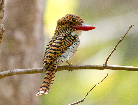 Banded Kingfisher (Lacedo pulchella) Female