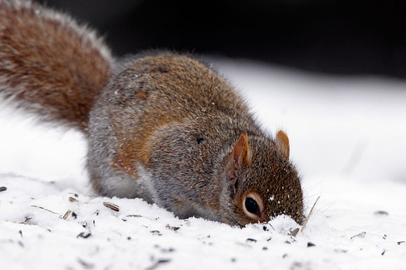 Eastern Gray Squirrel (Sciurus carolinensis)