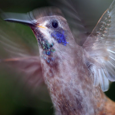 Brown Violetear (Colibri delphinae)