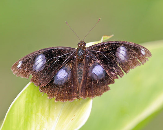 Butterfly or Moth