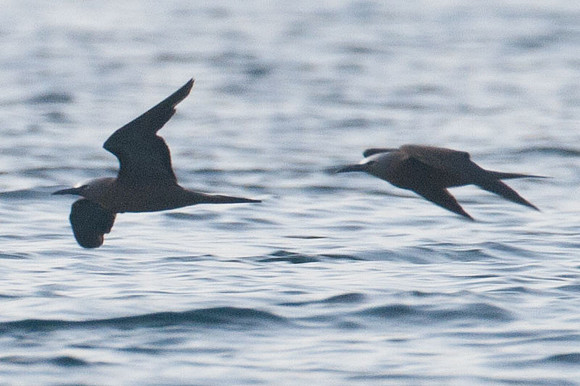 Brown Noddy (Anous stolidus) also known as Common Noddy