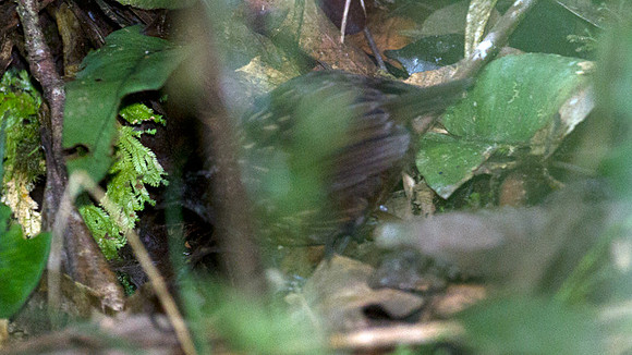 Mountain Wren-Babbler (Napothera crassa)