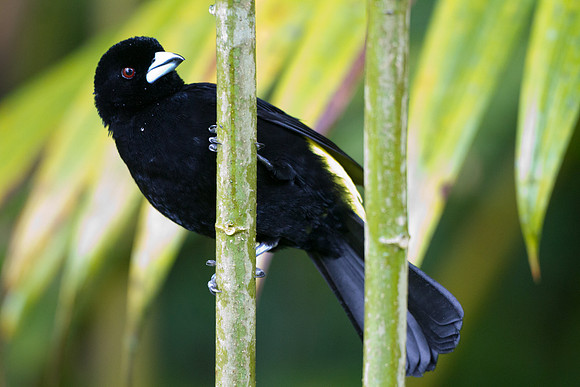 Flame-rumped Tanager (Ramphocelus flammigerus)