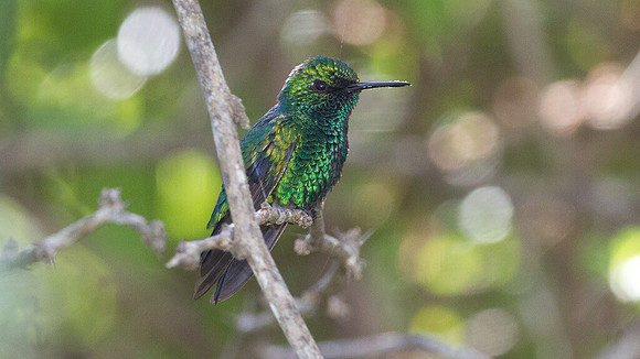 Blue-tailed Emerald (Chlorostilbon mellisugus)