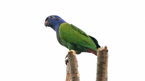 Blue-headed Parrot (Pionus menstruus)
