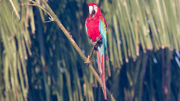 Red-and-green Macaw (Ara chloropterus)