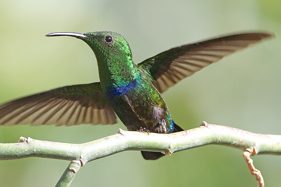 Green-throated Carib (Eulampis holosericeus)