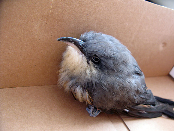 Mangrove Cuckoo (Coccyzus minor)