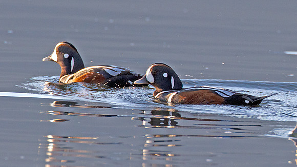 Harlequin Duck (Histrionicus histrionicus)