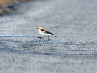 Snow Bunting (Plectrophenax nivalis)