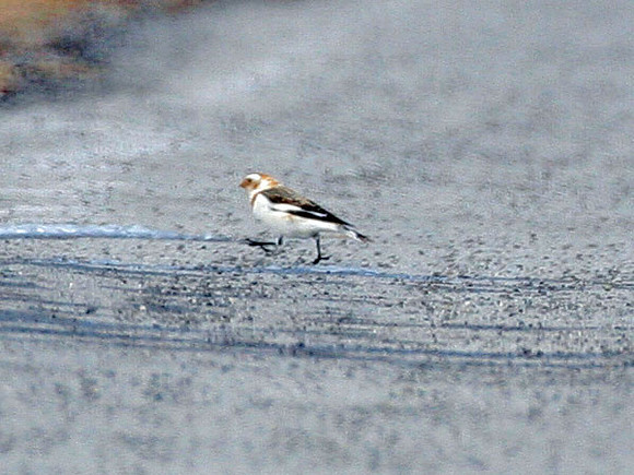 Snow Bunting (Plectrophenax nivalis)