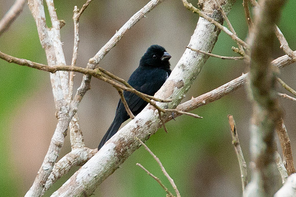 Thick-billed Seed-finch (Oryzoborus funereus)