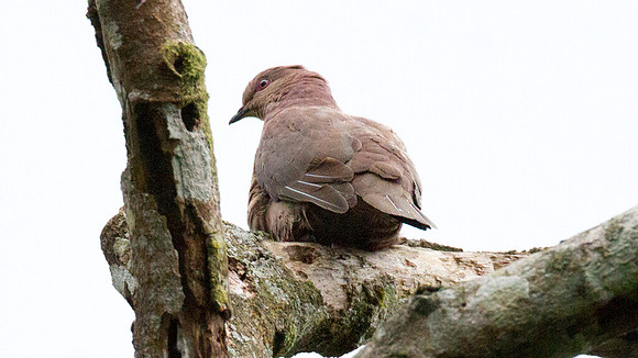 Ruddy Pigeon (Patagioenas subvinacea)