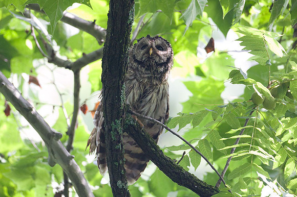 Barred Owl (Strix varia)