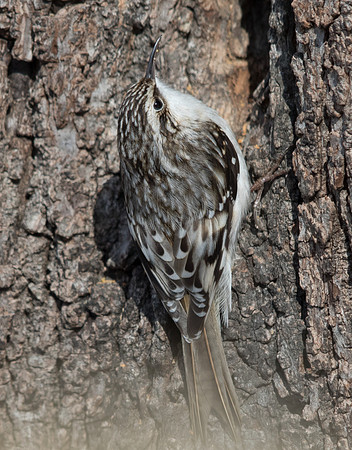 Brown creeper (Certhia americana)