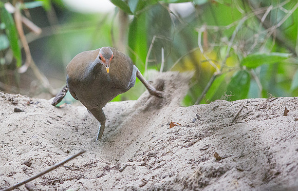 Philippine megapode (Megapodius cumingii)