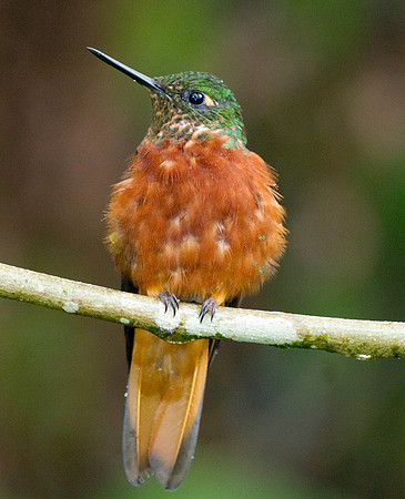 Chestnut-breasted Coronet (Boissonneaua matthewsii)