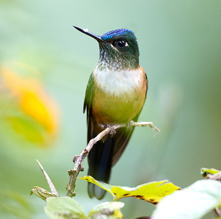 Violet-tailed Sylph (Aglaiocercus coelestis)